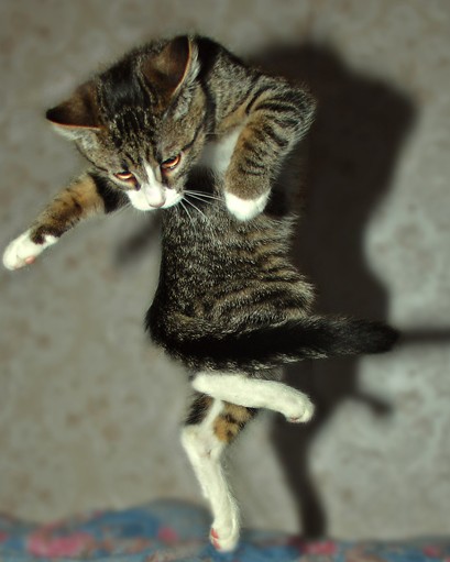 Коты, кошки, котята