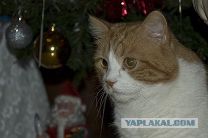 Новый год с котом Антоном