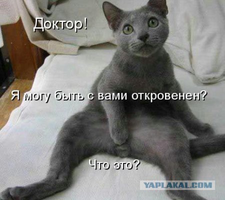 Все смешалось: люди, панды..