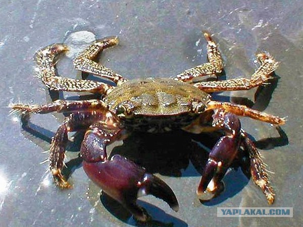 А Вас раздражает фраза "Не нужно раскачивать лодку"?