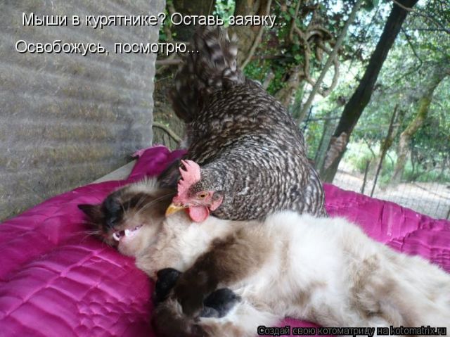 Подборка интересных и веселых картинок