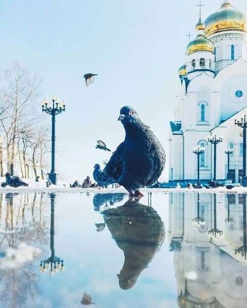 Божьи твари