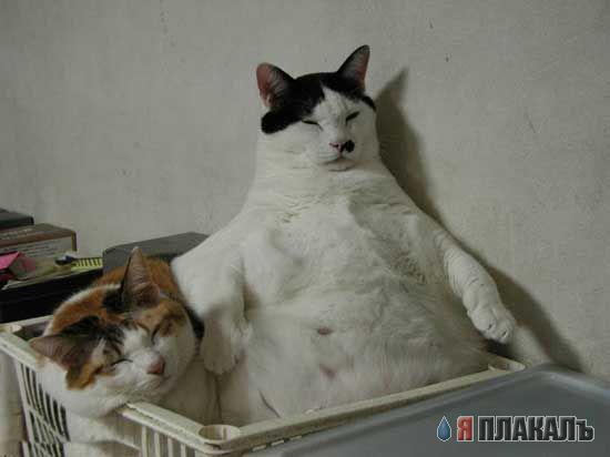 Коты, кошки, котята