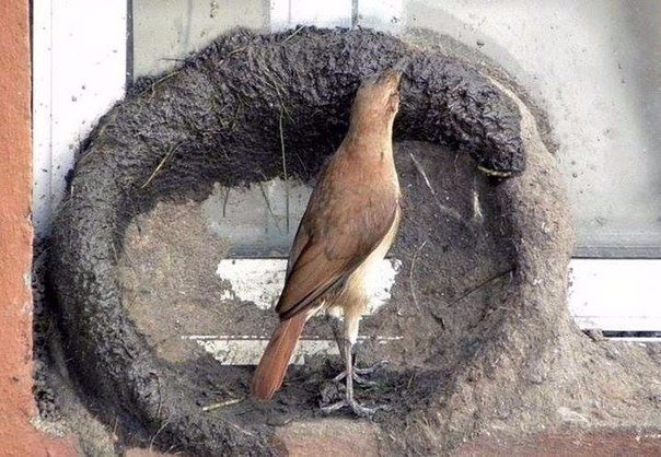 Божьи твари