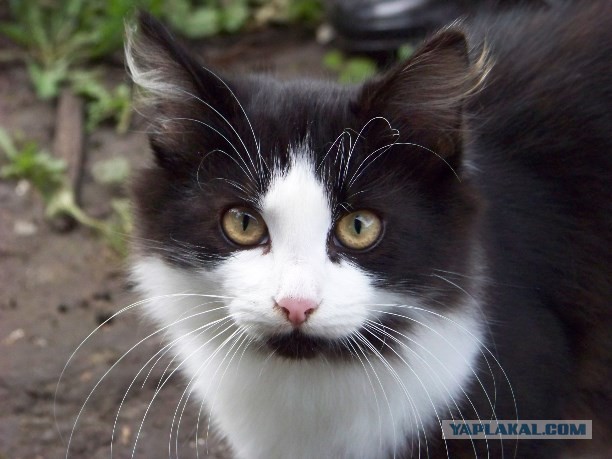 Жизнь домашнего приюта для котеек 132