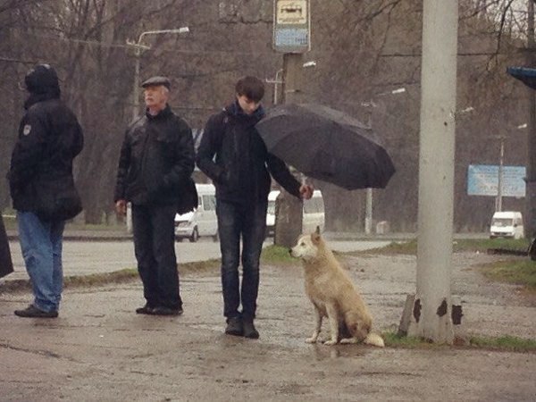 Самые смешные животные