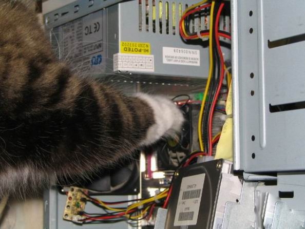 Коты из сети