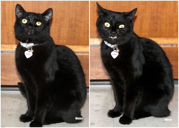 Коты из сети