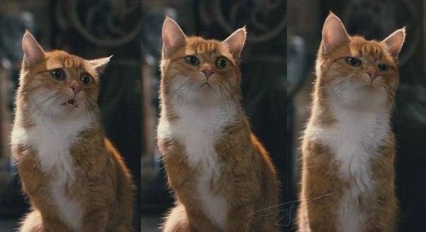 Коты из сети