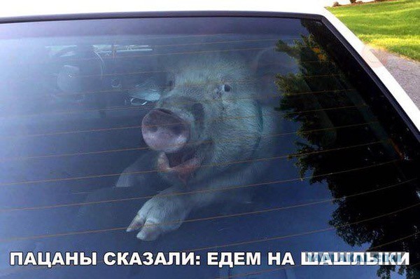 Когда жизнь удалась