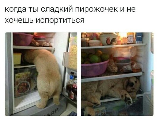 Записки сумасшедшего школьника