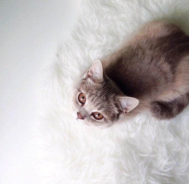 Коты и Кошки