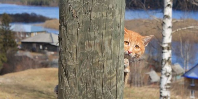 Коты и Кошки