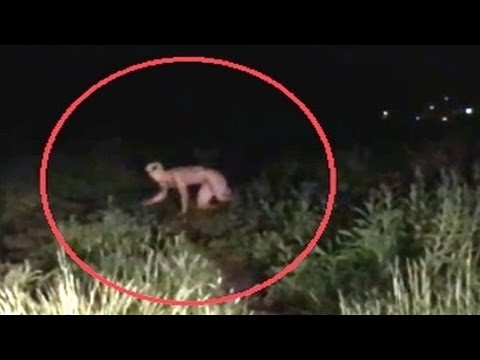 Забавные и страшные фотографии фотоловушек!