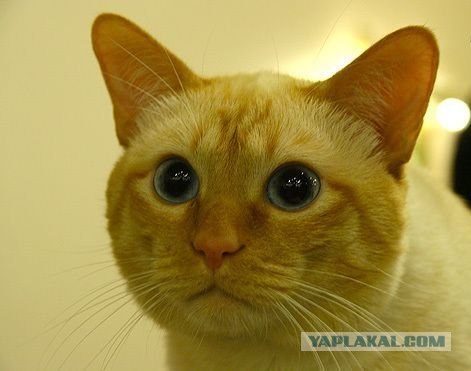 Котовторник с корниш-рексами (12 фот)
