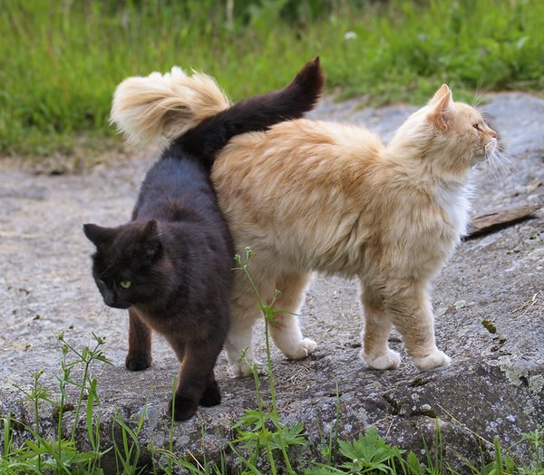 Немного милоты