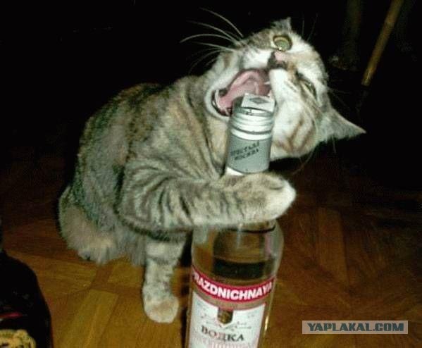 Начнём очередной котовторник?