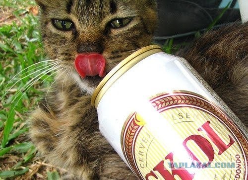 Коты-алкоголики