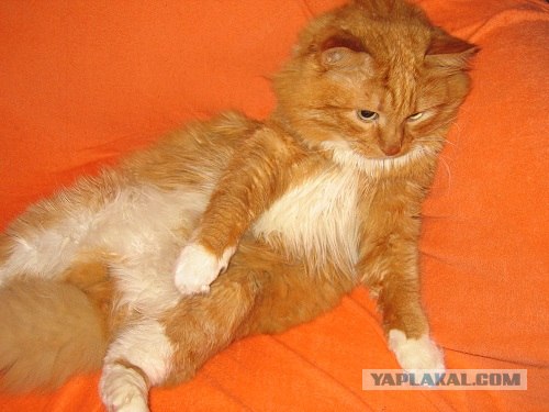 Котовторник 06.09.11