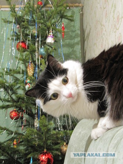 Котовторник 27.12.11