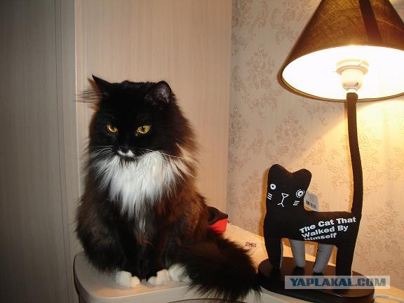 Котовторник! 13.03.2012