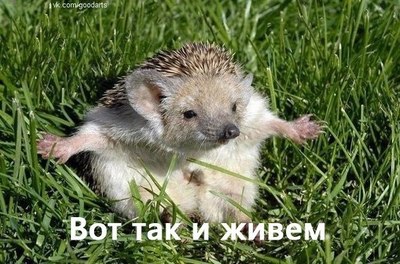 В Санкт-Петербурге врачи извлекли змею из анального отверстия пациента.