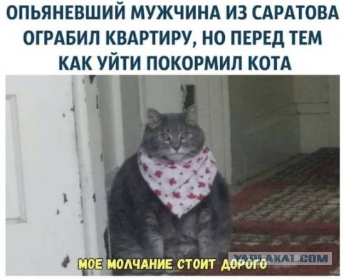 Котовторник 29.01.2019!
