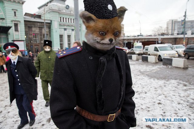 Кошачий патруль