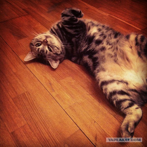 Котовторник 12.02.13