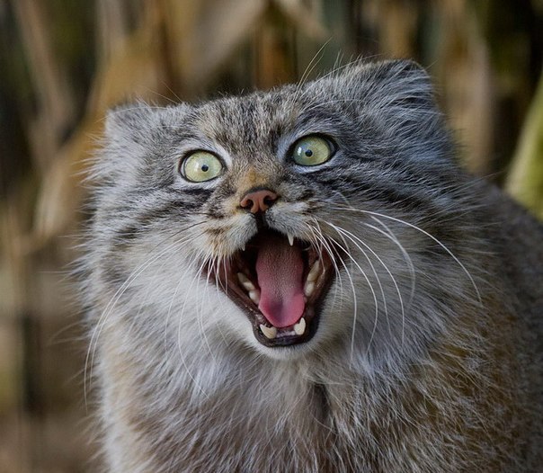 Дикий котовторник