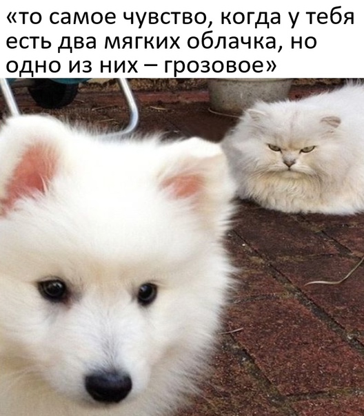 Картинки и мемы для настроения 23.11.2021