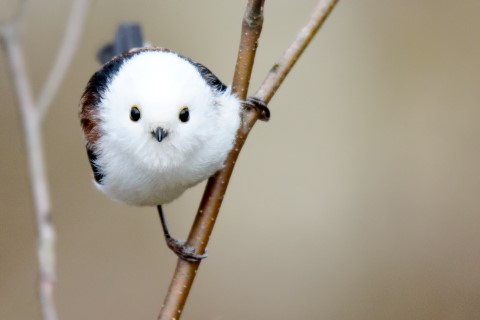 Кормушка