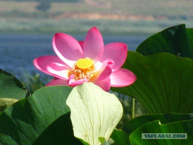 Черное море