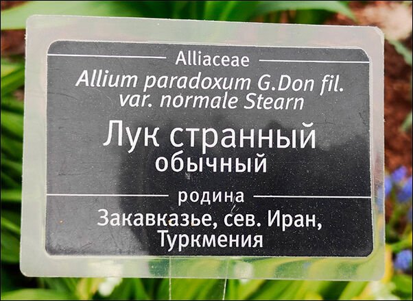 Перлы - 07.02.2023