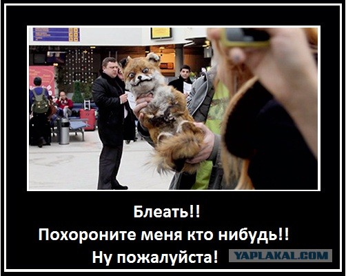 Упоротый лис приедет в Санкт-Петербург