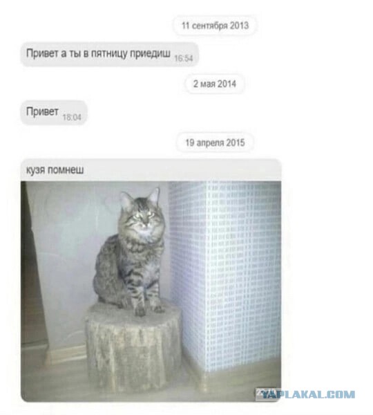 Деревенская кошка