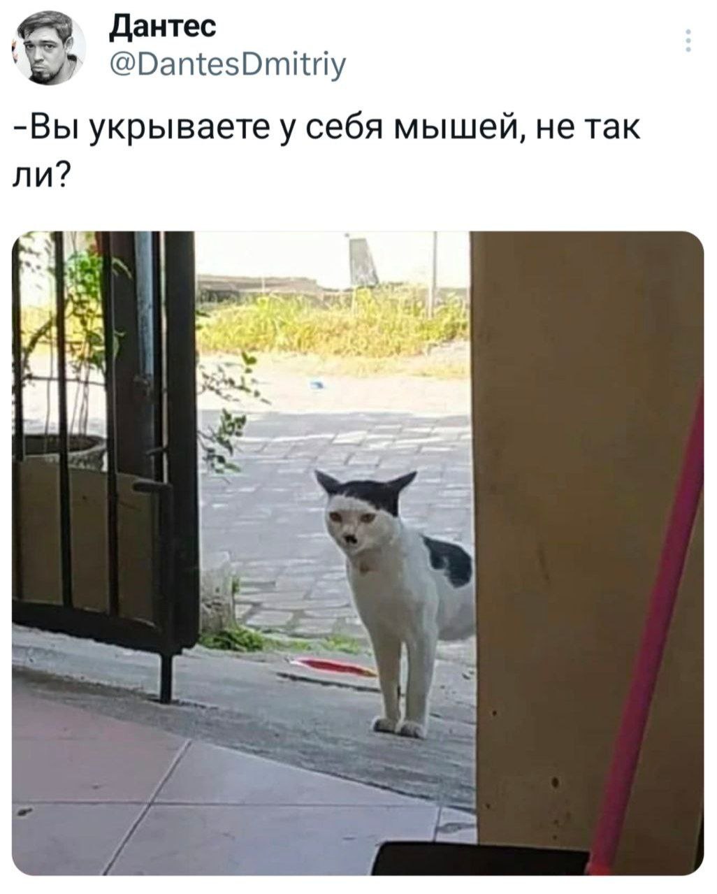Просто кот