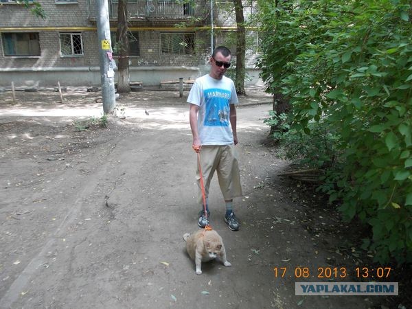 Котовторник 8.10.2013