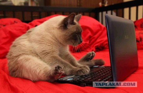 Коты ученых