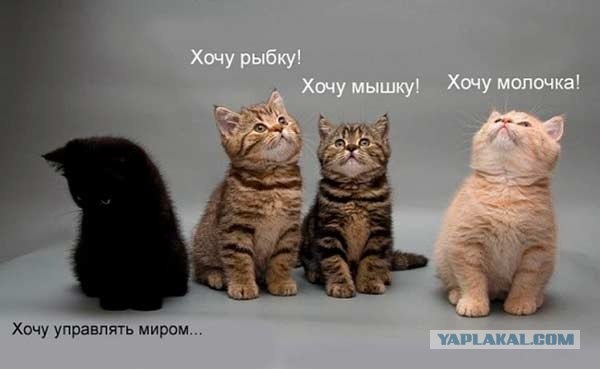 Котята бывают разные