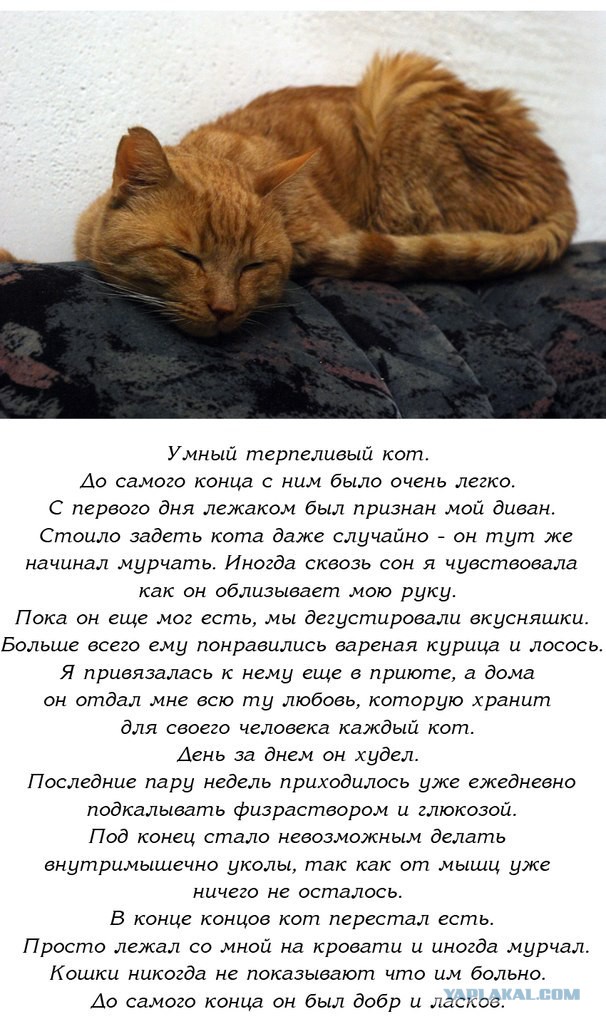 Про рыжего кота...