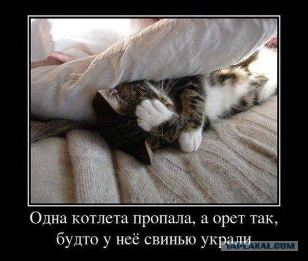 Весёлое из сети