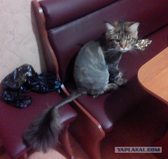 Самые крупные породы домашних кошек. Топ-11