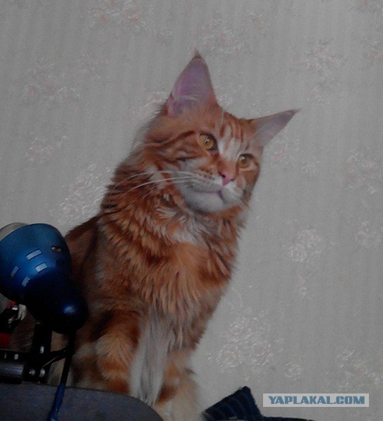 Котовторник 12.05.2015