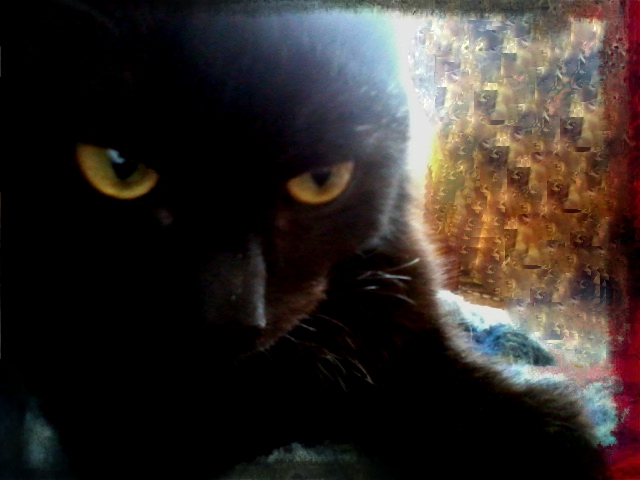 Умирая, коты уходят...