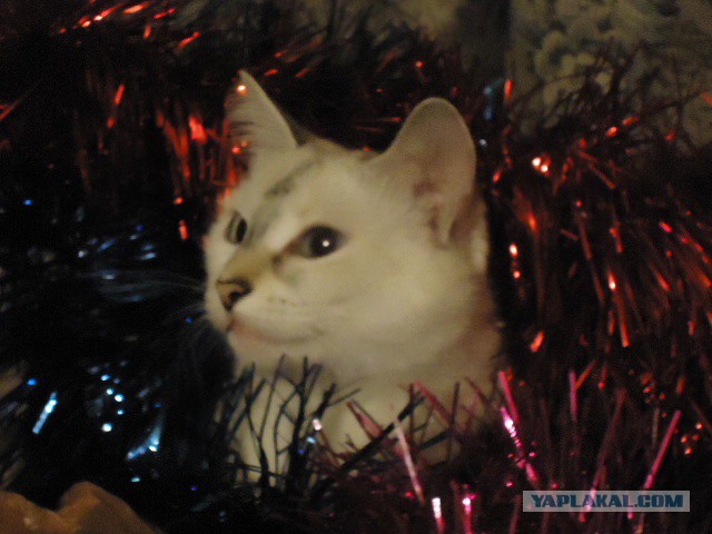 Мой личный котоленд 5