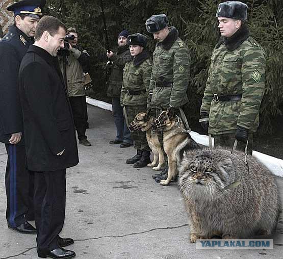 Кое что о манулах