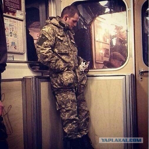 Веселые картинки
