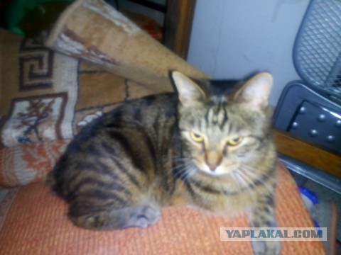 Котовторник 28.06.2016