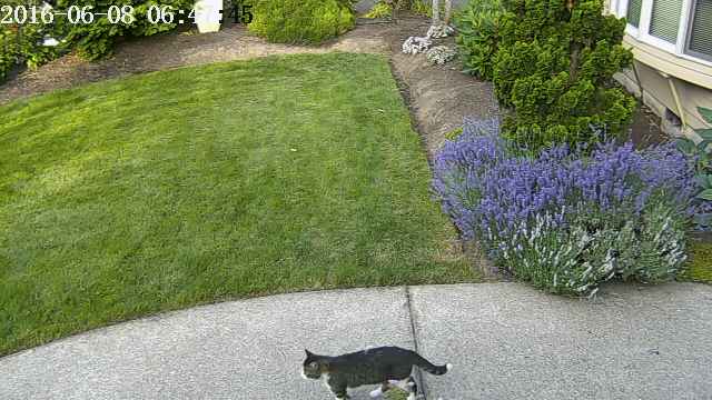 Как отучить соседского кота гадить на газон: используем машинное зрение и глубокое обучение